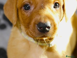 Labrador Retriever dogs - Advert 11