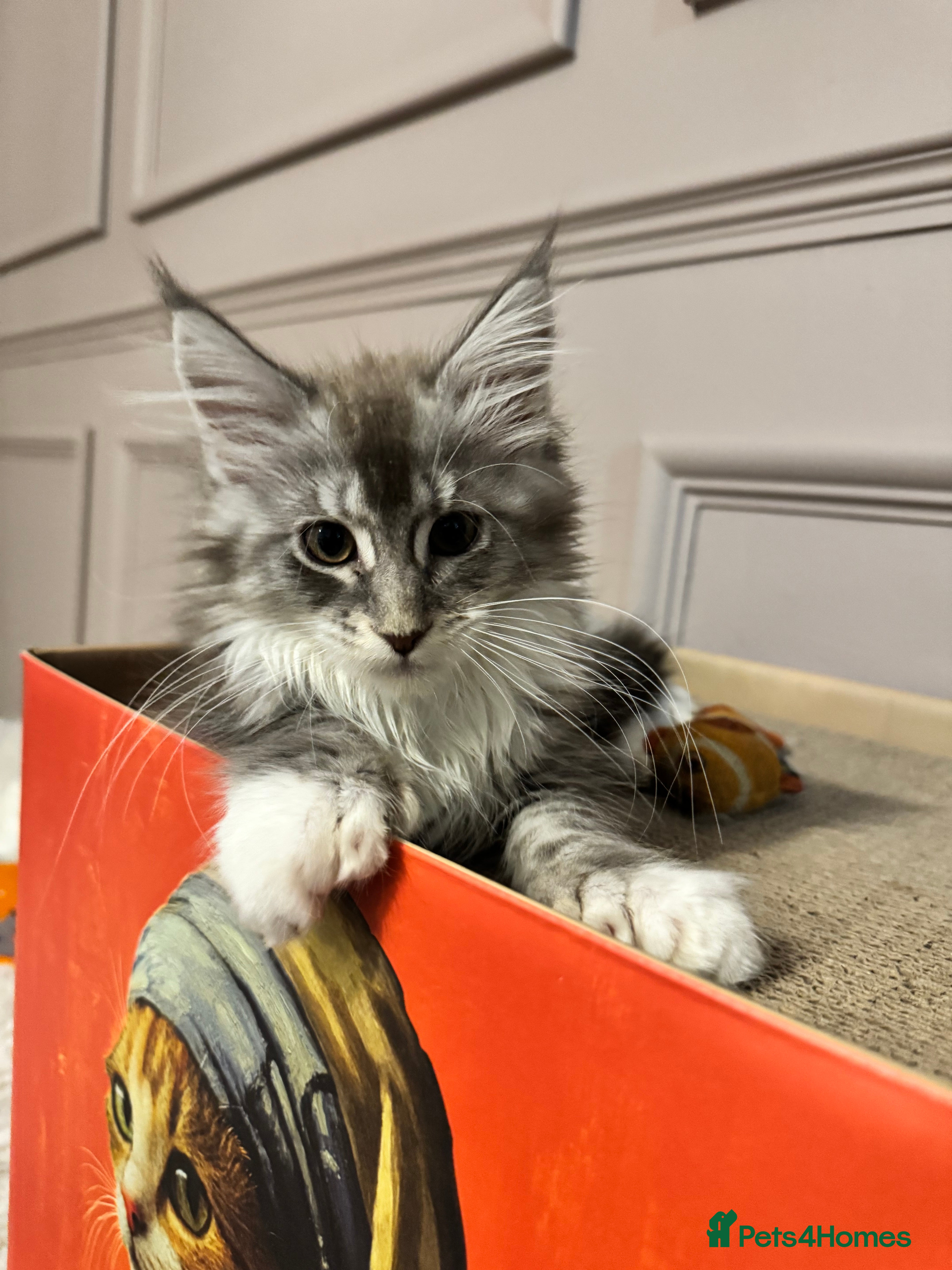 Maine Coon cats Maine coon TICA reg polydactyl girl blue white - Advert 17