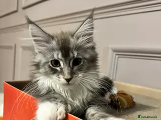 Maine Coon cats Maine coon TICA reg polydactyl girl blue white - Advert 17