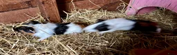 Guinea Pig rodents for sale: Baby Guinea Pigs for sale  - Advert 10