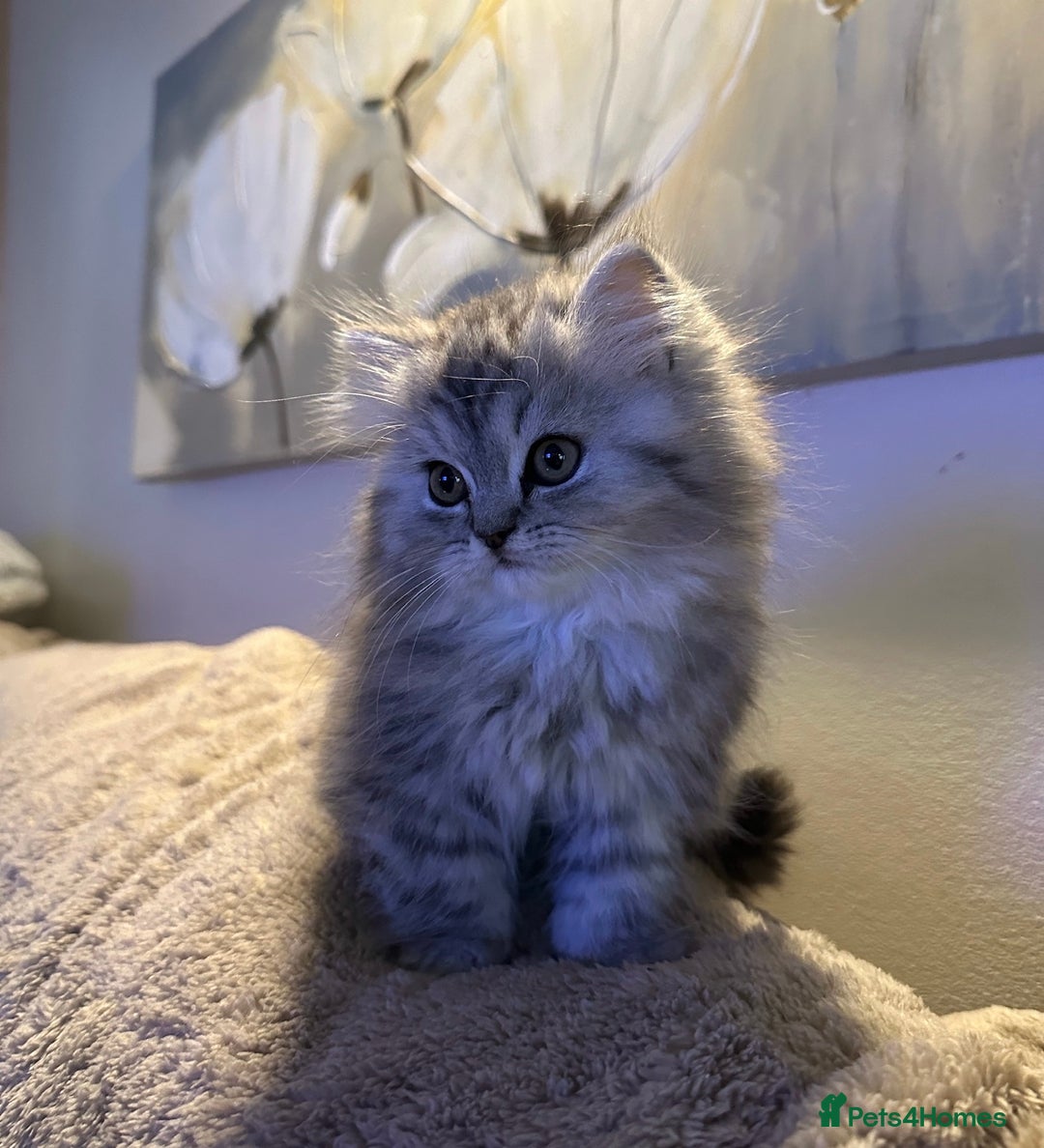 Persian cats for sale: 3 gorgeous, mischievous baby boys💙 - Advert 11