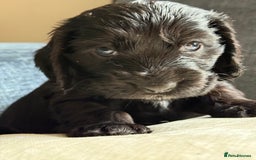 Cocker Spaniel dogs for sale: KC Reg Show cocker spaniel pups - Image 4