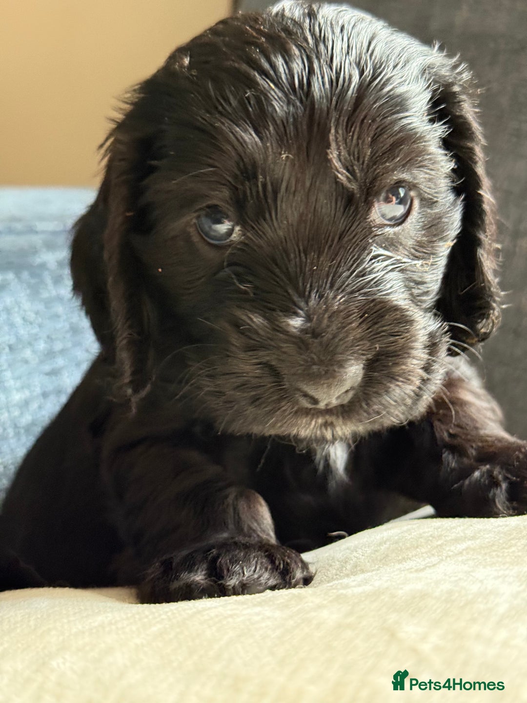 Cocker Spaniel dogs for sale: KC Reg Show cocker spaniel pups - Image 4