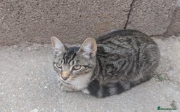 Domestic Shorthair cats for sale: Playful 4-Month-Old Kitten - Image 2