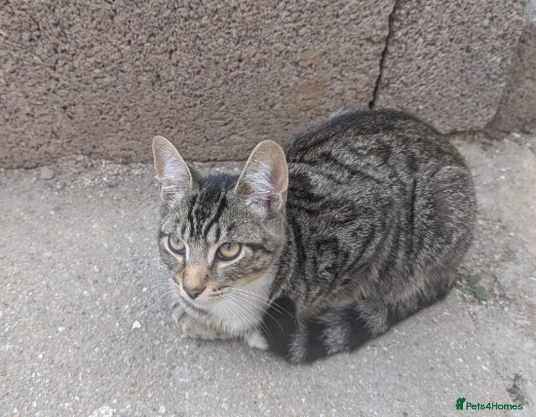 Domestic Shorthair cats for sale: Playful 4-Month-Old Kitten - Image 2