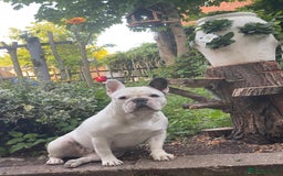 French Bulldog dogs for sale: French bulldogs puppies - Image 29
