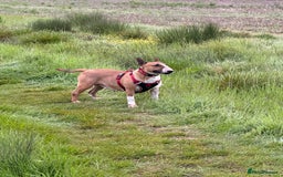 English Bull Terrier dogs for sale: 🏆CH Bloodlines Top Quality English Bull Terriers  - Image 24