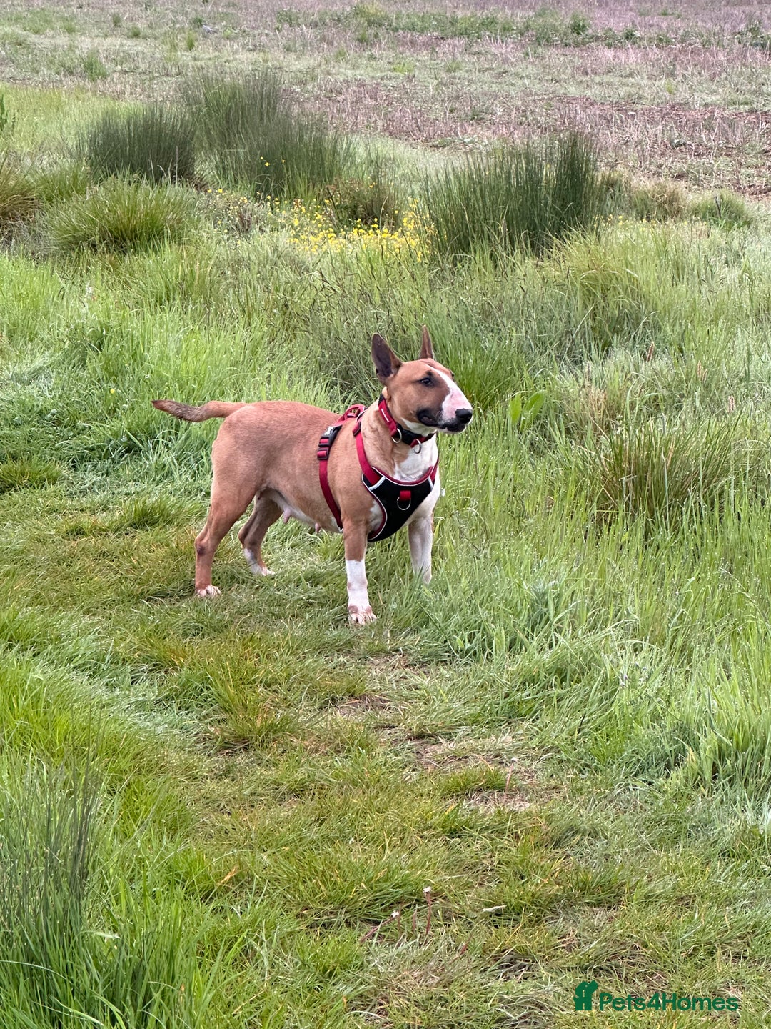 English Bull Terrier dogs for sale: 🏆CH Bloodlines Top Quality English Bull Terriers  - Image 24