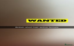 British Shorthair cats for sale: Active female British Shorthair wanted  - Image 1