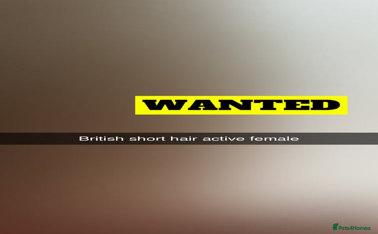 British Shorthair cats - Advert 1