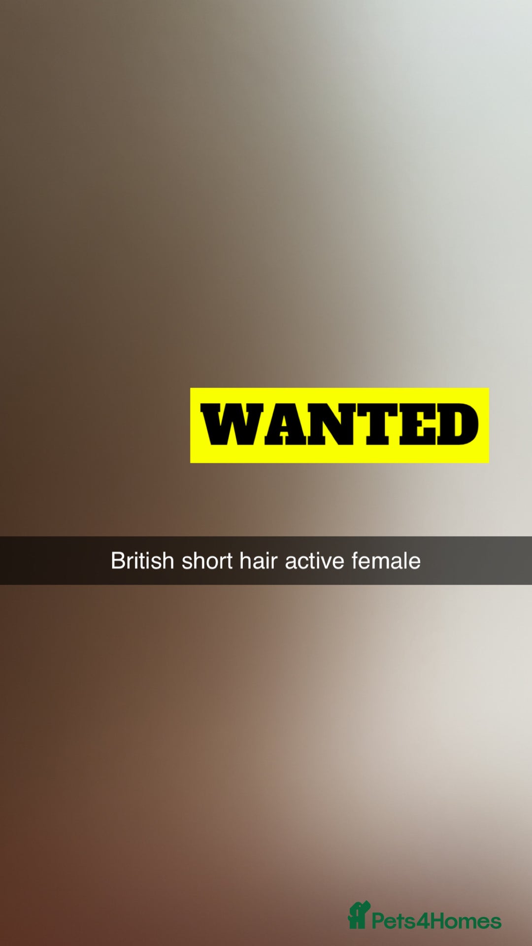 British Shorthair cats for sale: Active female British Shorthair wanted  - Image 1