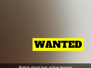 British Shorthair cats - Advert 8