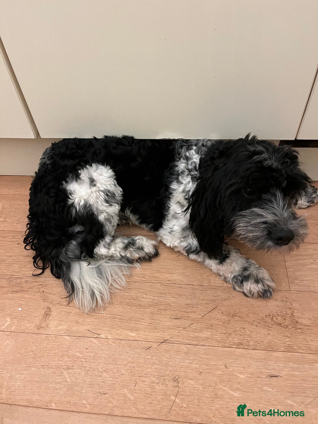 Cockapoo dogs for sale: 2year old cockerpoo boy - Advert 12