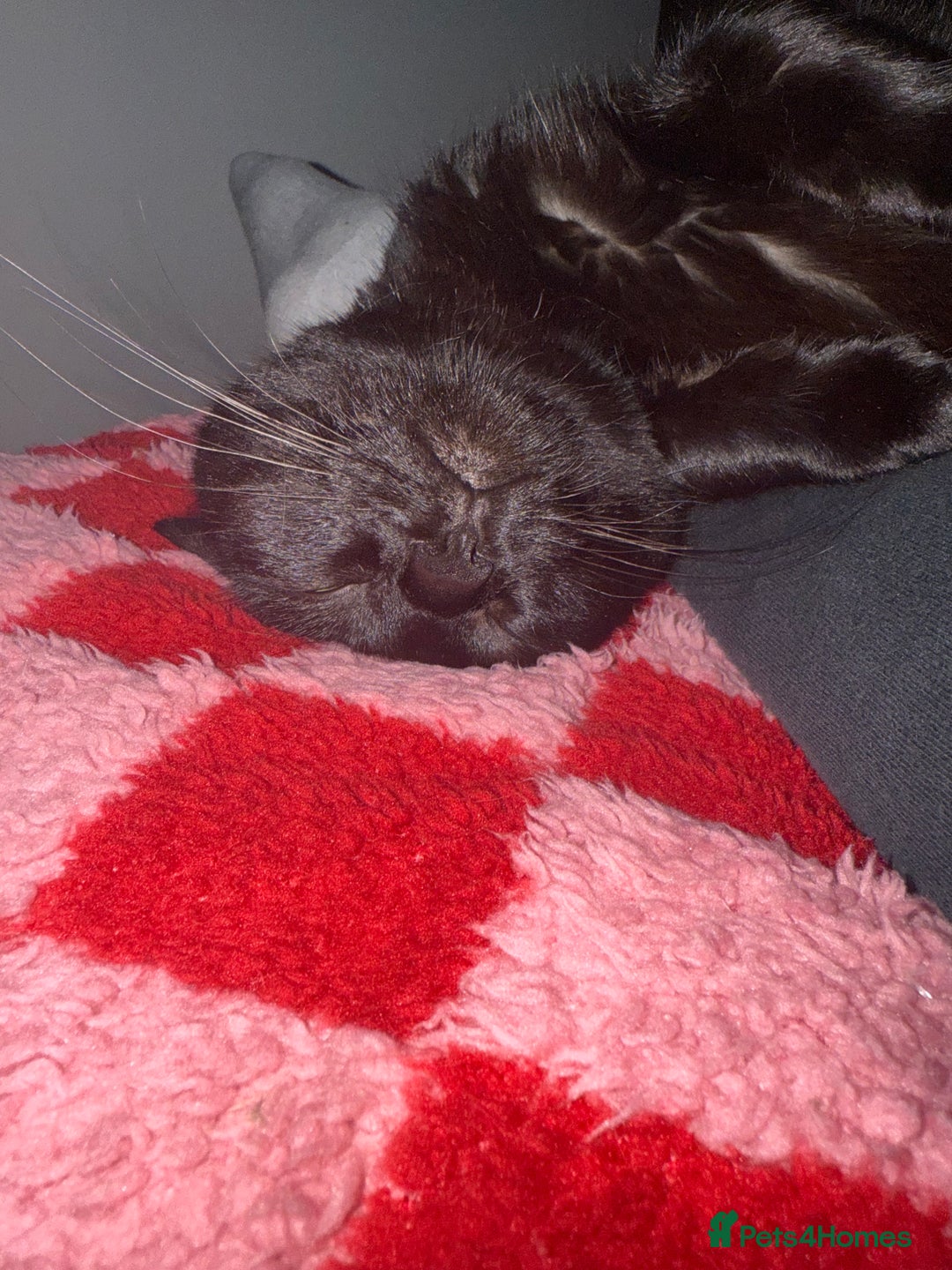 Domestic Shorthair cats for sale: 5 year old black cat Phoebe  - Image 2