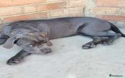 Cane Corso dogs for sale: Italian cane corso puppies  - Image 1