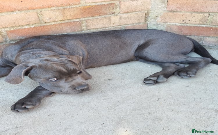 Cane Corso dogs - Advert 3
