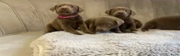 Labrador Retriever dogs for sale: Stunning silver Labradors ready now  - Advert 19
