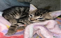 Mixed Breed cats for sale: Kittens ready now - Image 3