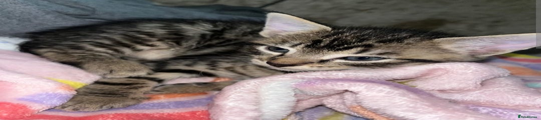 Mixed Breed Kitten 3