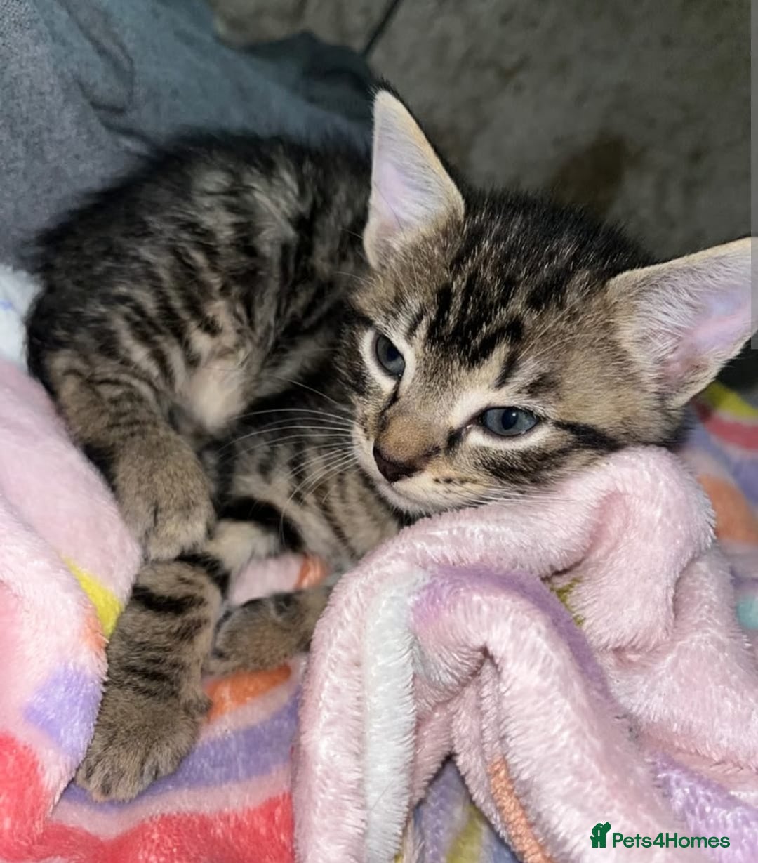 Mixed Breed cats for sale: Kittens ready now - Image 3