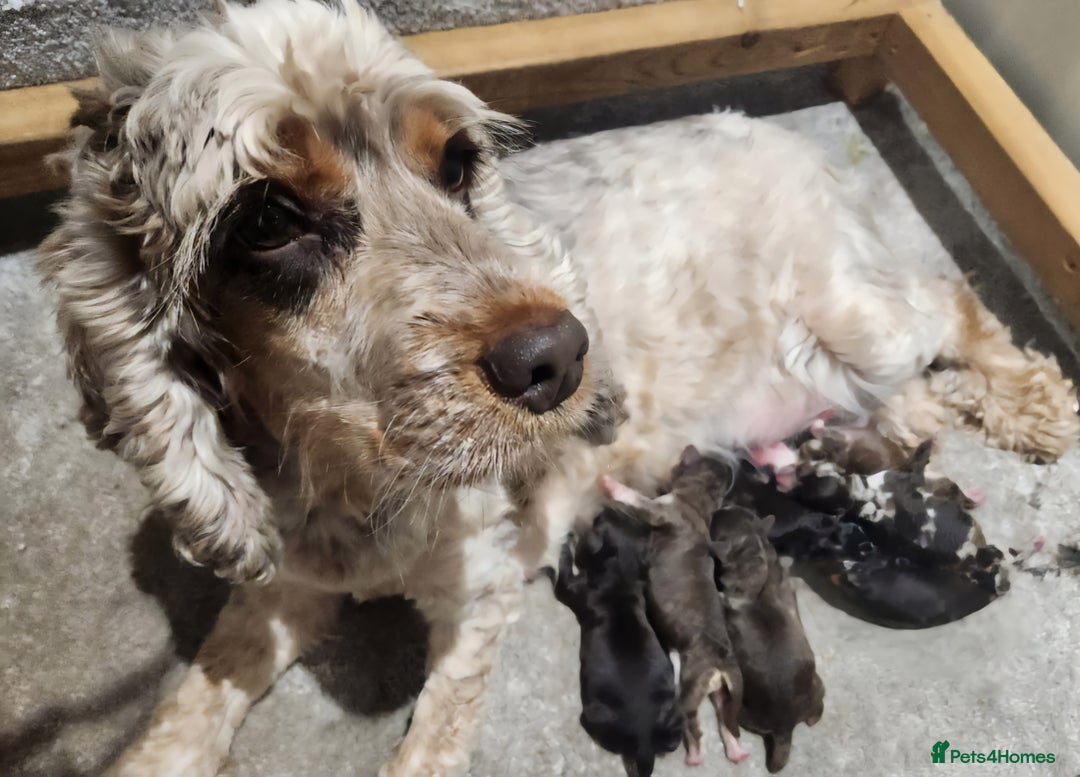 Cockapoo dogs for sale: 🐾 F1 Cockapoo Puppies – Ready Now! 🐾 - Image 1