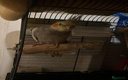 Cockatiels birds for sale: 11 Week Old Baby Cockatiel Healthy & Ready fo Home - Advert 4