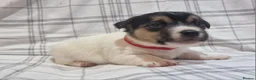 Jack Russell dogs for sale: Stunning Jack Russells, DNA health tested parents - Advert 19