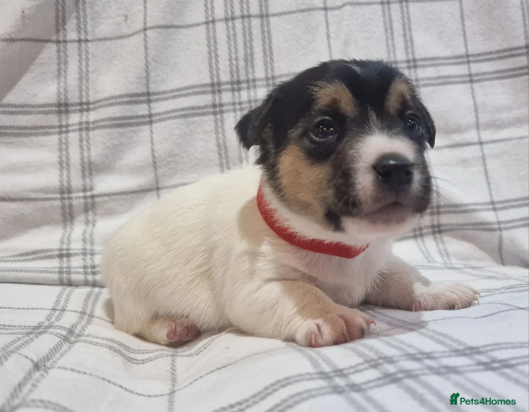 Jack Russell dogs for sale: Stunning Jack Russells, DNA health tested parents - Advert 19