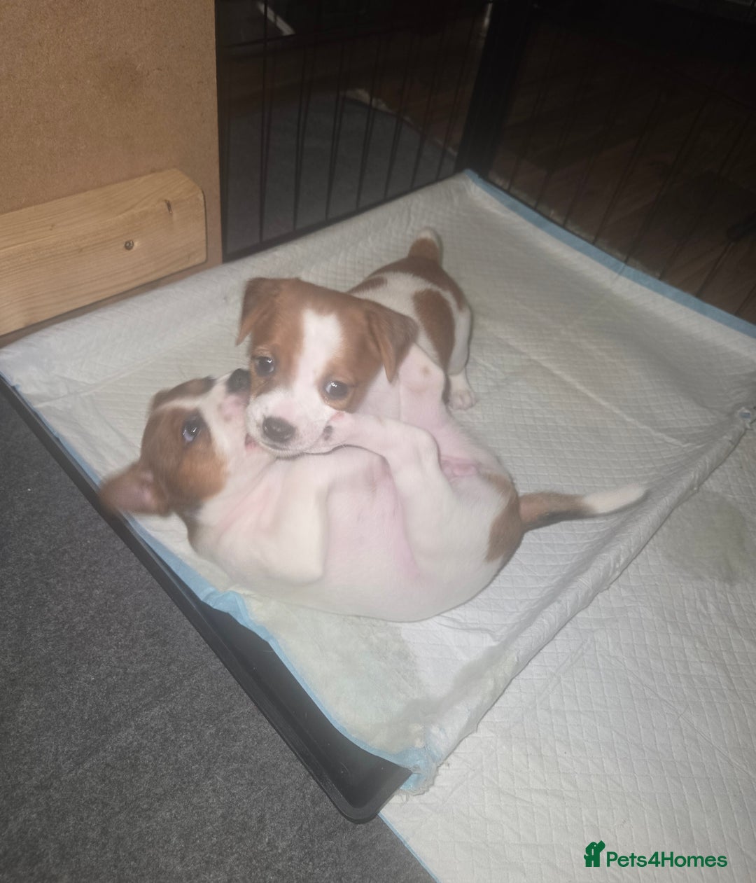 Jack Russell dogs for sale: Jack Russell puppies tri colour  - Advert 13