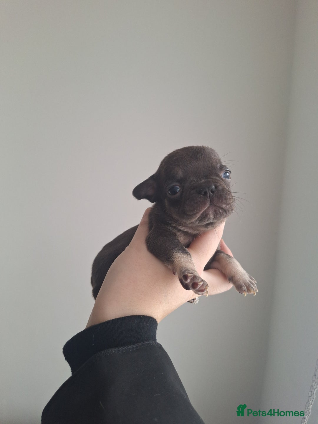 French Bulldog dogs for sale: French bulldog babies  - Advert 8