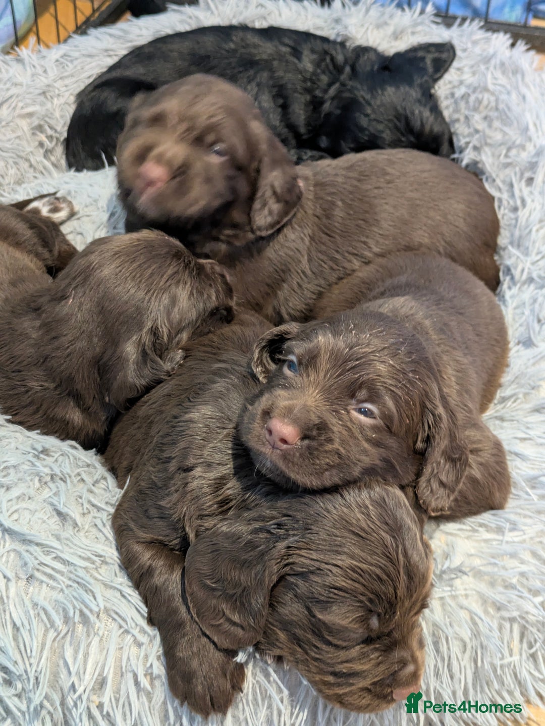 Sprocker dogs for sale: F1 health tested working Sprockers - Image 5