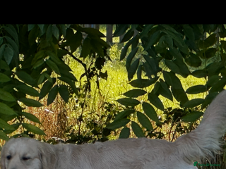 Golden Retriever dogs in Thirsk - Advert 15