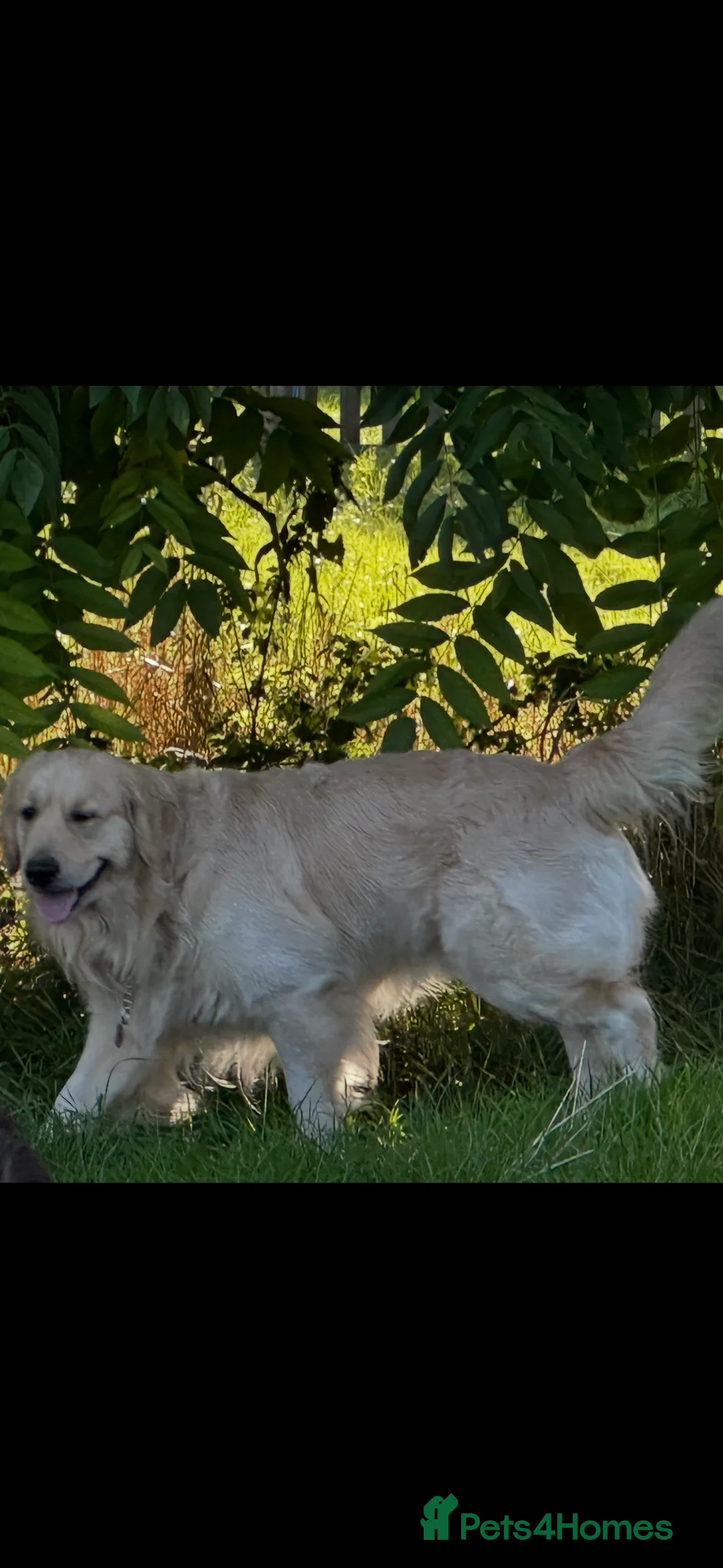 Golden Retriever dogs for stud: Golden Retriever for stud in Thirsk - Advert 2