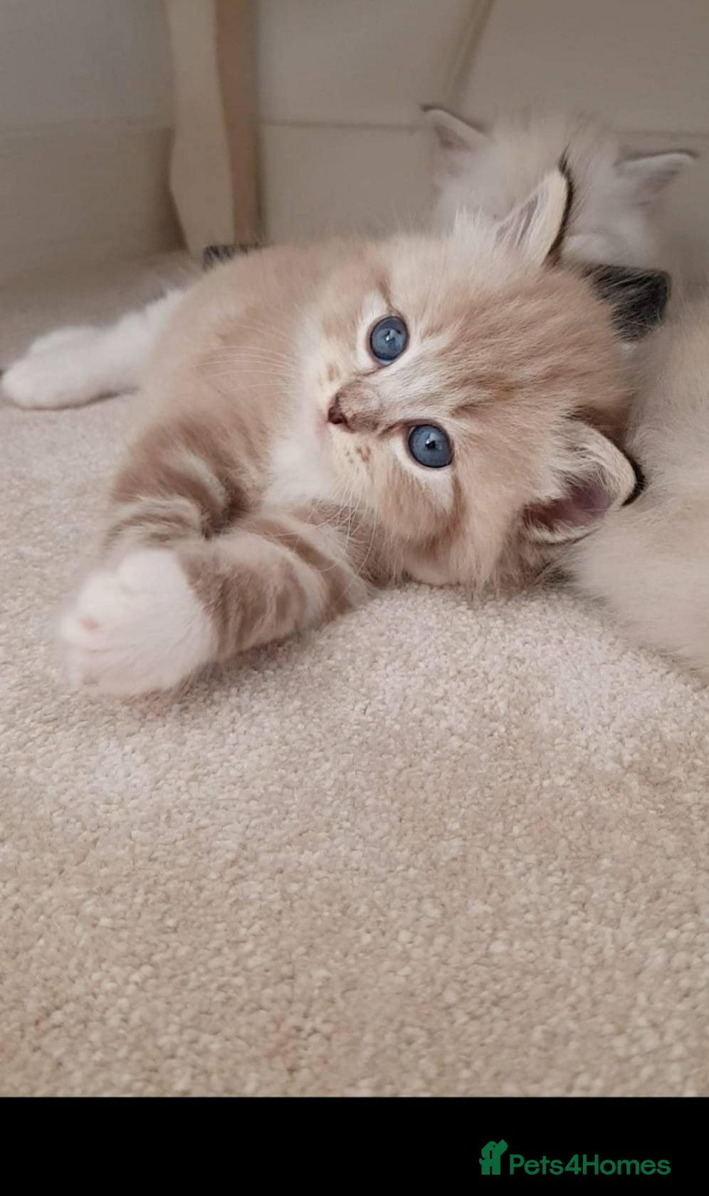 Ragdoll cats Stunning Rare Mink and Traditional Ragdolls. TICA - Advert 2