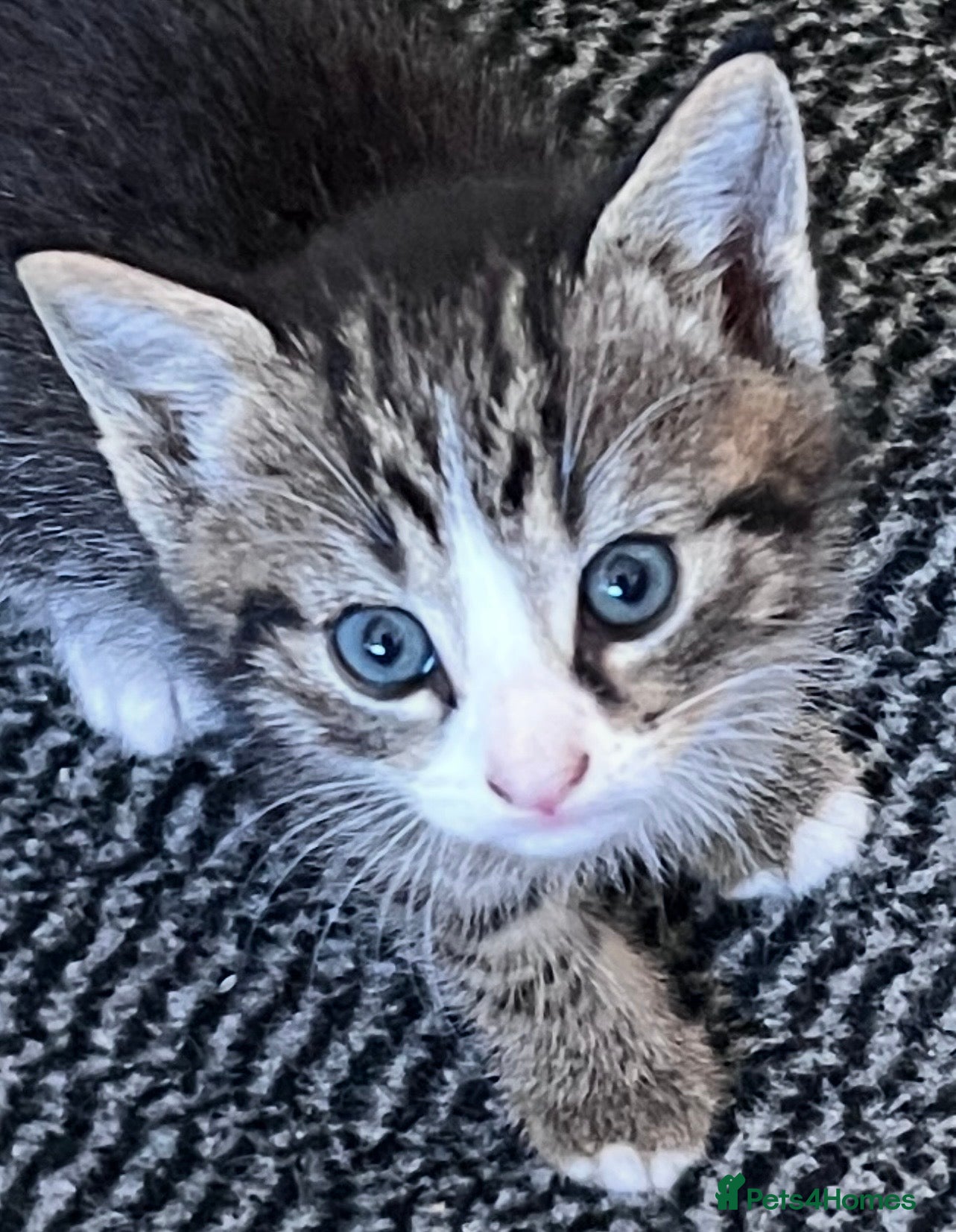 Mixed Breed cats REDUCED PRICE DUE TO HOLIDAY - LAST KITTEN  - Advert 1