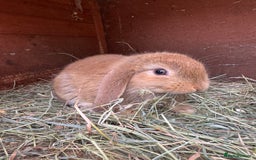 Mini Lop rabbits for sale: Friendly pure mini lops - Image 10