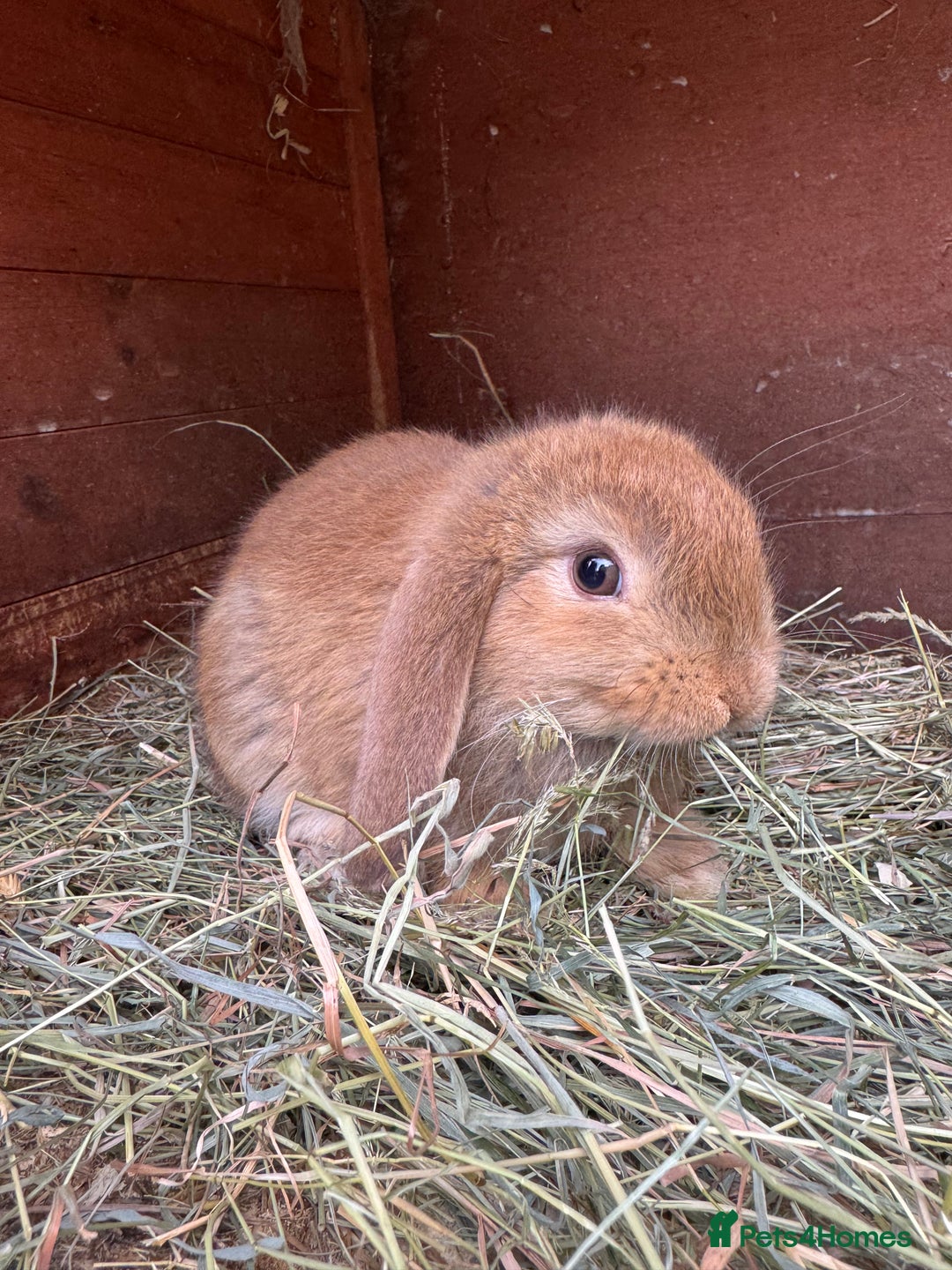 Mini Lop rabbits for sale: Friendly pure mini lops - Image 10