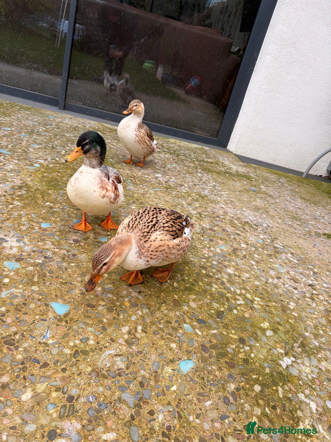 Ducks poultry for sale: Miniature Silver Appleyard Ducks – Semi Tame - Advert 5