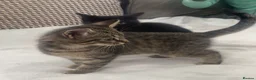 Mixed Breed cats for sale: Gorgeous farm kittens  - Advert 4