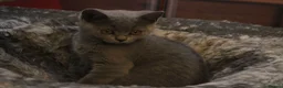 Scottish Fold cats for sale: Scottish straight girls ready for a new home🥰 - Advert 6
