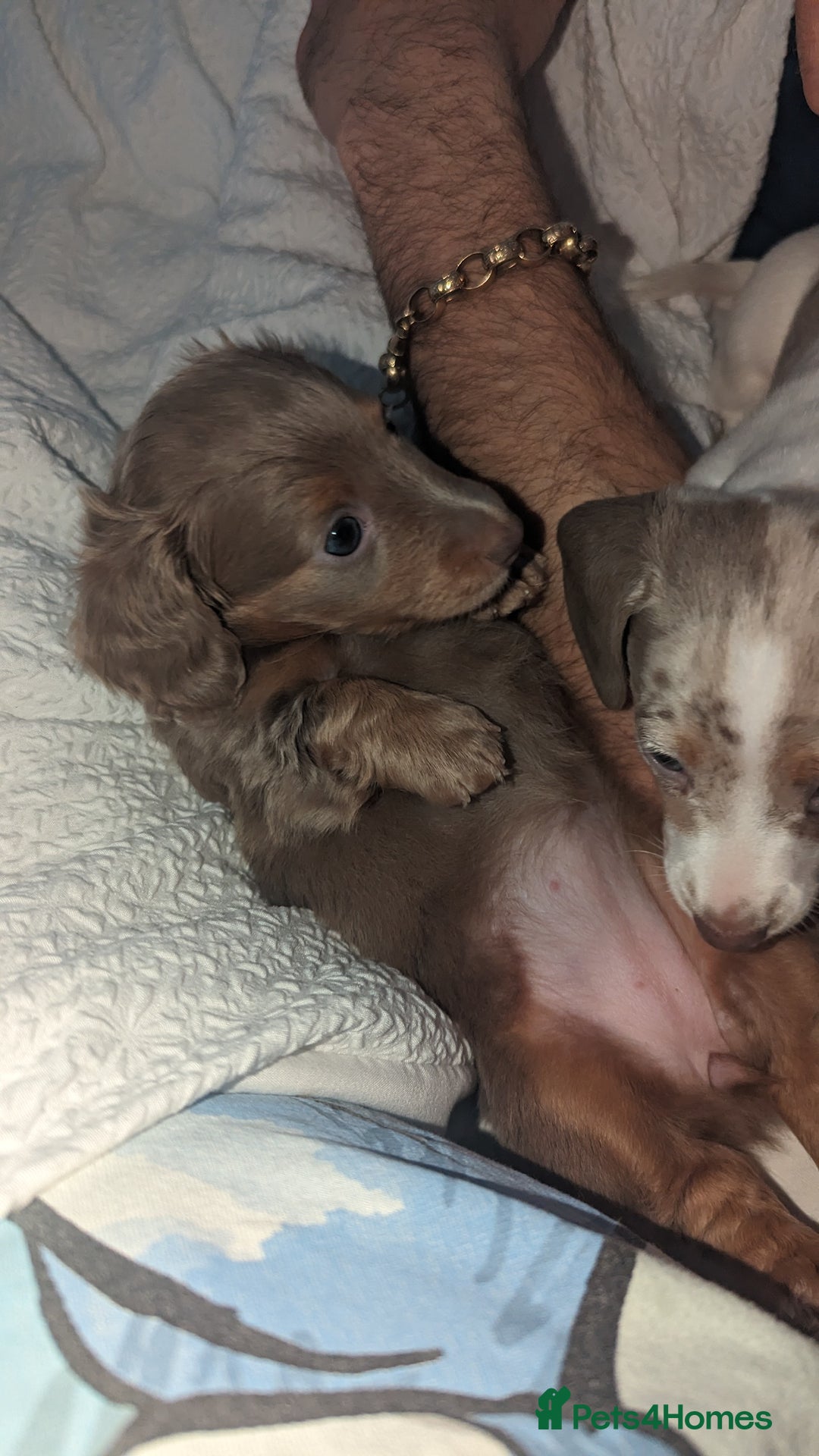 Miniature Dachshund dogs for sale: Long/short hair miniature dashound  - Image 3