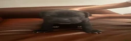 Cane Corso dogs for sale: Beautiful Cane corso for sell  - Advert 16