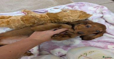 Miniature Dachshund dogs - Advert 12