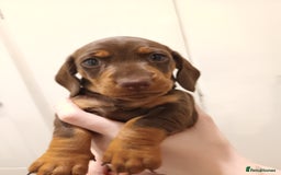 Dachshund dogs for sale: Mini Chocolate dapple sausage/daschunds puppies - Image 10