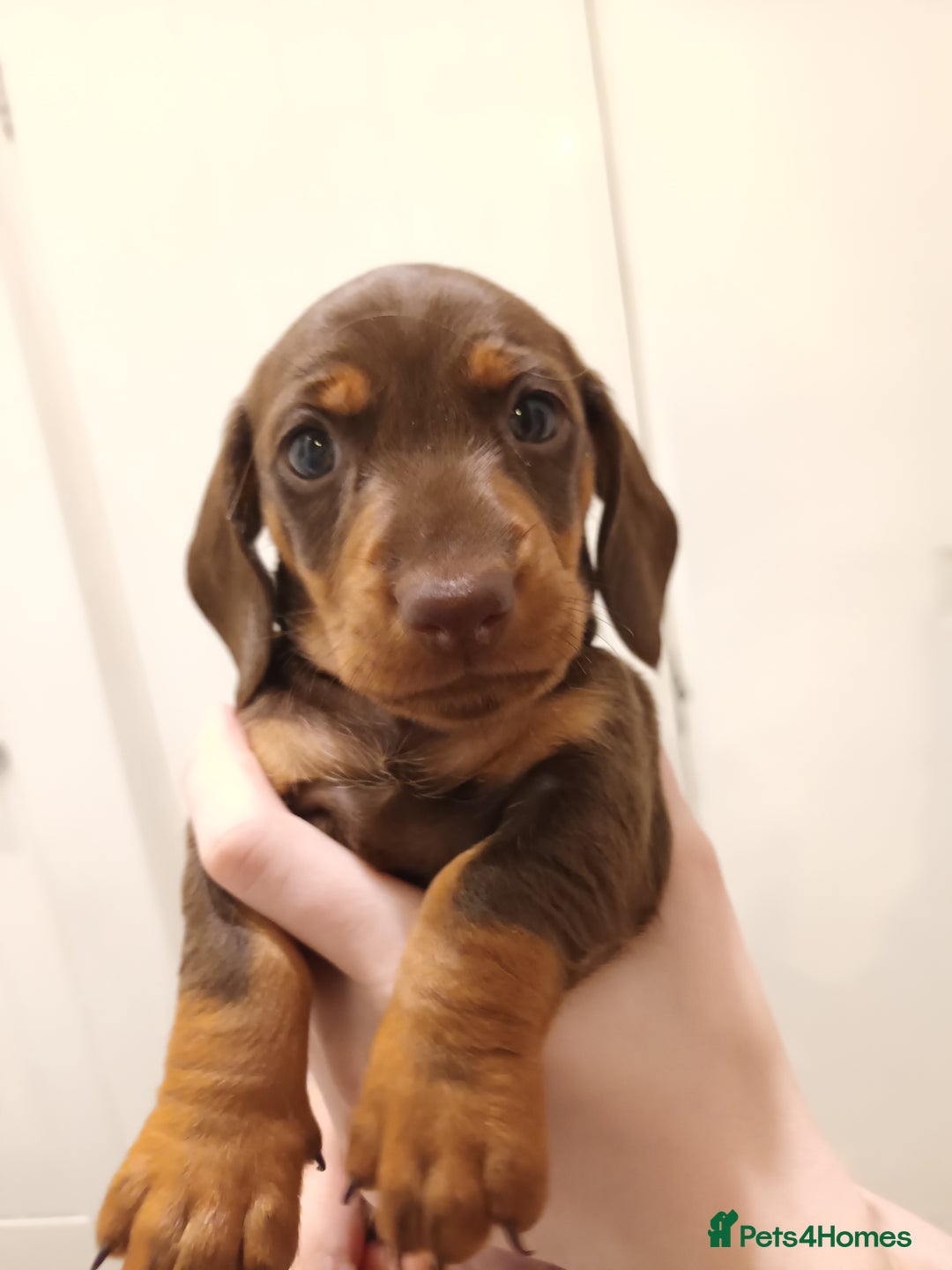 Dachshund dogs for sale: Mini Chocolate dapple sausage/daschunds puppies - Image 10