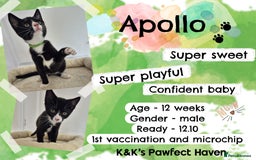Domestic Shorthair cats for sale: Kittens and cats for adoption.  - Image 14