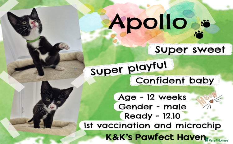 Domestic Shorthair cats for sale - Advert 1