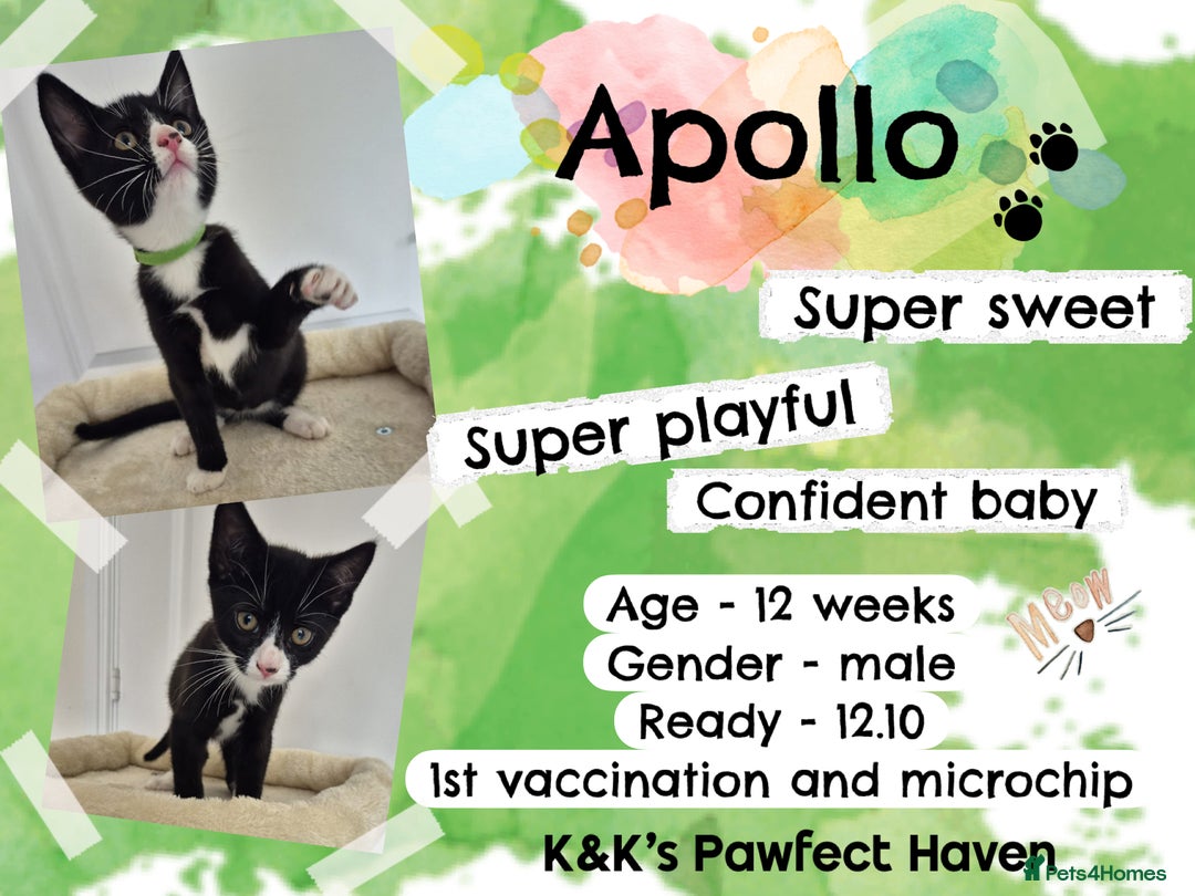 Domestic Shorthair cats for sale: Kittens and cats for adoption.  - Image 14