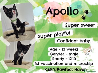 Domestic Shorthair cats - Advert 3