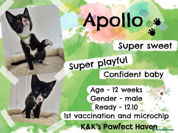 Domestic Shorthair cats - Advert 18